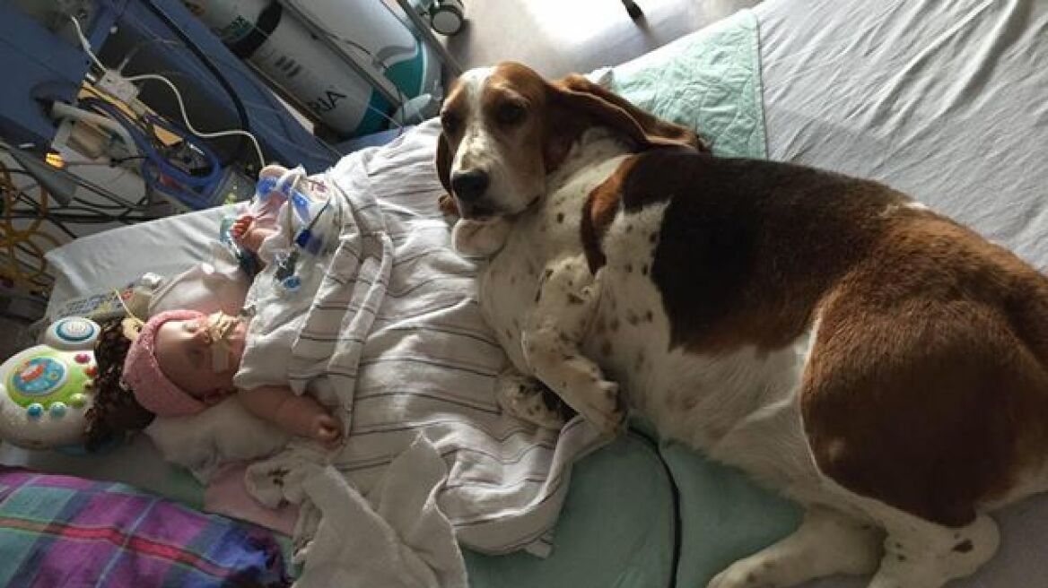 ΗΠΑ: Ο σκύλος αρνείται να εγκαταλείψει τη μόλις 5 μηνών Νόρα που υπέστη εγκεφαλικό